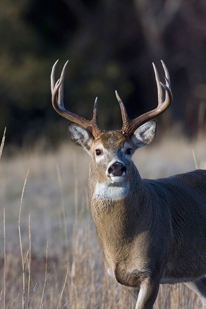 White-tailed Deer Buck